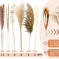 Pampasgras Getrocknet - Natürlich, Braun, Trockenblumen Strauß Dried Flowers, für Heim Decor 
