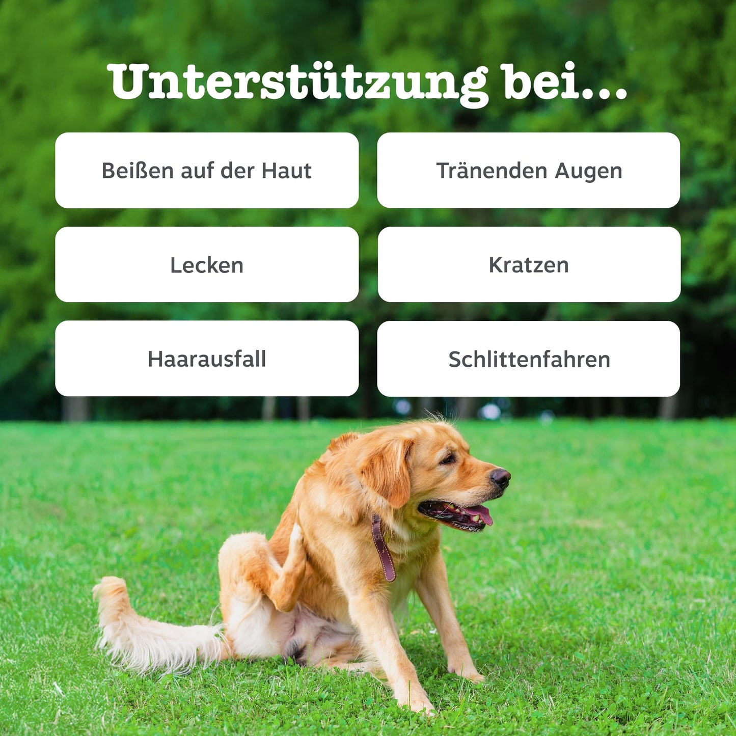 Zesty Paws Allergie- &amp; Immunitäts-Kauartikel | Nahrungsergänzungsmittel für Hunde | Für eine gesunde Körperfunktion 