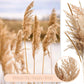 Pampasgras Getrocknet - Natürlich, Braun, Trockenblumen Strauß Dried Flowers, für Heim Decor 